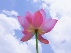 -陈家山荷花公园
