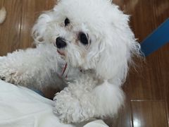 -汪说·狗咖·拼豆·宠物周边DIY(旺城大厦店)