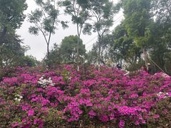 -重庆平顶山公园