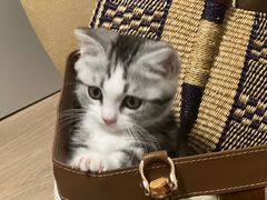 -momokira米努特·德文卷毛猫·棉花面纱犬