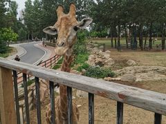 -大连森林动物园