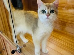 -猫十亿·布偶金渐层·曼基康矮脚猫舍(青年路店)