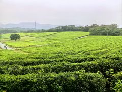 -宜兴龙背山森林公园
