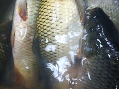 -皇家5号海鲜烤肉火锅自助餐(聊城总店)