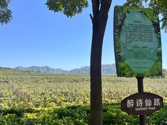 -北京张裕爱斐堡酒庄