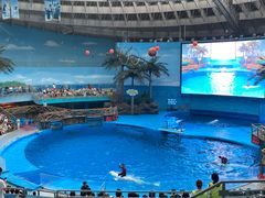 -海合安成都极地海洋公园
