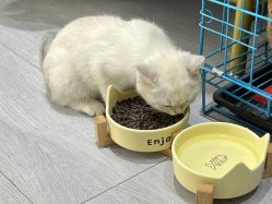 -棠莳旅拍汉服体验馆