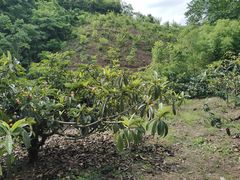 -桃源山庄·水蜜桃采摘·柴火鸡·烧烤团建(龙泉山店)