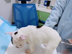 -汪喵宠物医院·骨科心脏影像·犬猫急重症ICU诊疗中心(成华分院)