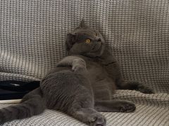 -宠爱国际动物医院· 猫科· 外科·中兽医(长白店)