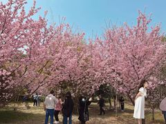 -武汉大学-樱园