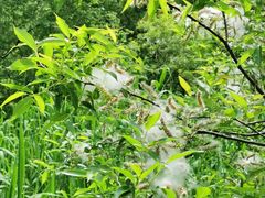 -西湖风景区-江洋畈生态公园