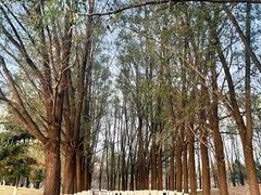 -长白岛森林公园