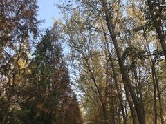 -合肥滨湖国家森林公园