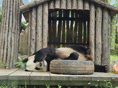 -大连森林动物园