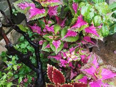 -醉美东江·三文鱼·烧鸡公