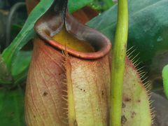 -北京植物园-展览温室