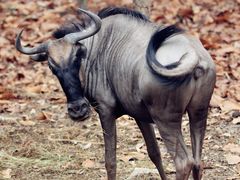 -清迈夜间动物园