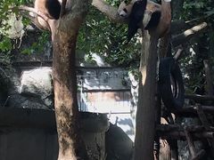 景点-成都大熊猫繁育研究基地