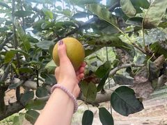 -小六农家乐(崇明西沙湿地店)
