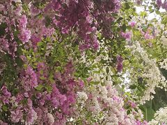 -深圳国际园林花卉博览园