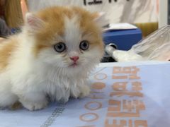 -屋虎猫馆(宝安大仟里店)