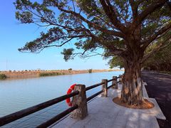 -大湾区中央湿地公园-十九涌