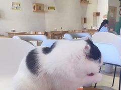-藏猫猫咖啡主题馆(中央大道店)