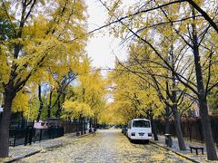-三里屯东五街银杏大道