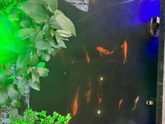 -优之名鹅城