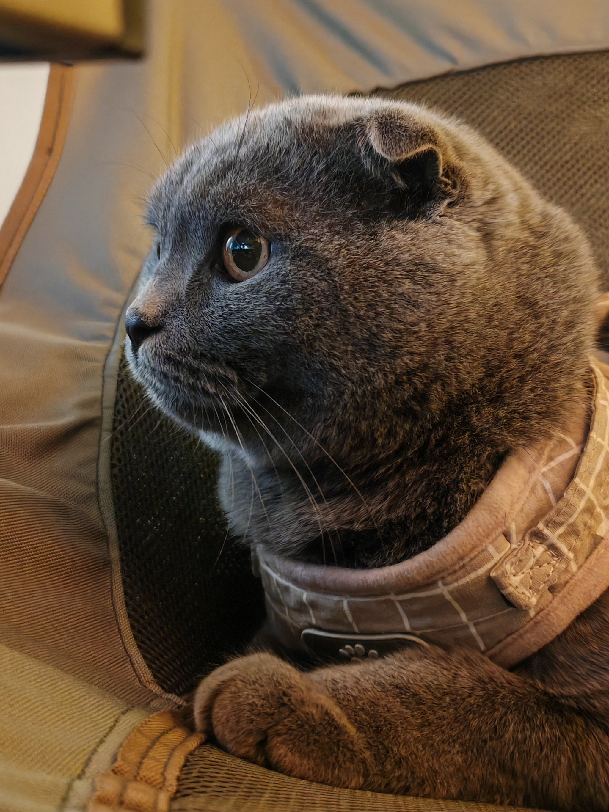 猫生活,慵懒得刚刚好