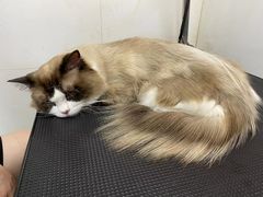 -狗不理喵子(百富路店)
