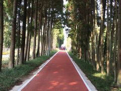 -上海长兴岛郊野公园