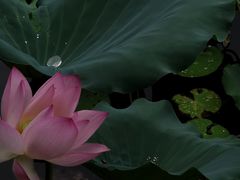-荔湾湖公园