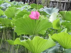 -四川大学(望江校区)