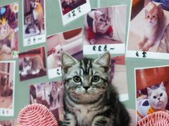 -lincat·猫舍(广州店)