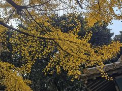 -鸡鸣汤包(红山动物园店)