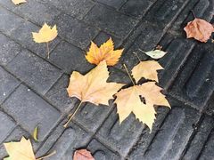 -三叶眼镜城(八佰伴店)