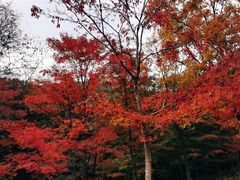 -庆岭迎宾园正宗活鱼馆
