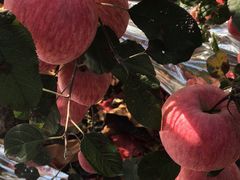 -居然之家(黑龙江南路店)