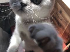 -中农大我爱我爱动物医院·核磁CT·猫病·24小时夜诊中心(石佛营店)