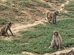 -石家庄市动物园