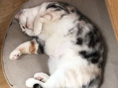 -猫和宫(六道口店)