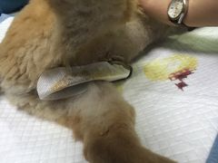 -佳怡动物医院·平价24小时·猫专科骨外科