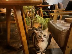 -咖法森林·咖啡  酒吧(天河店)