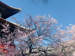 -五台山风景区