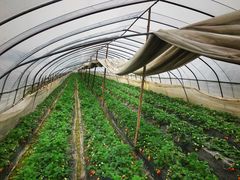 -胜丰草莓采摘园