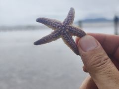 -青岛第一海水浴场