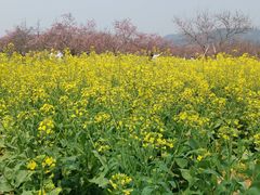 -天适樱花悠乐园