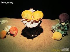 -亚龙湾中心广场·贝壳馆